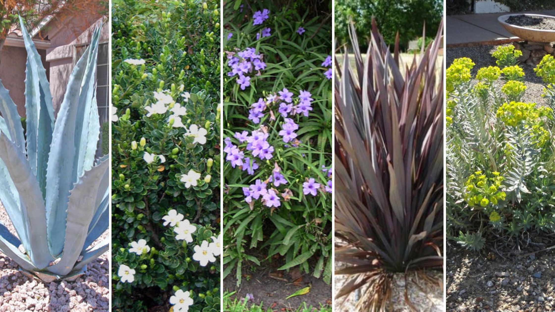 Moon Valley Nursery Arizona Blog